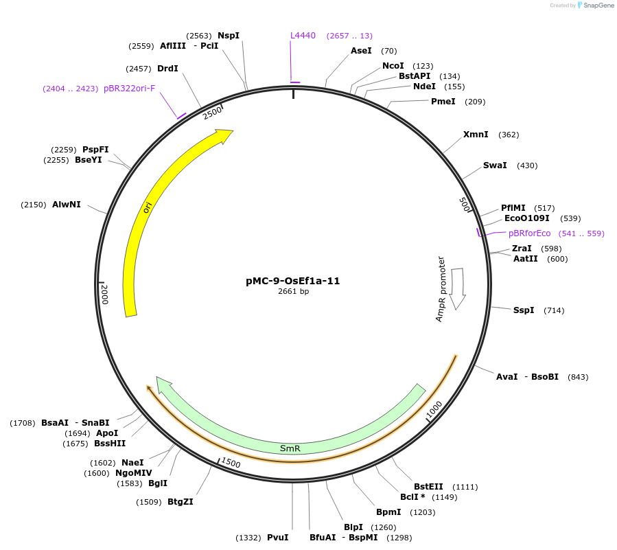 197766-plasmid-map-sequence-id-391118