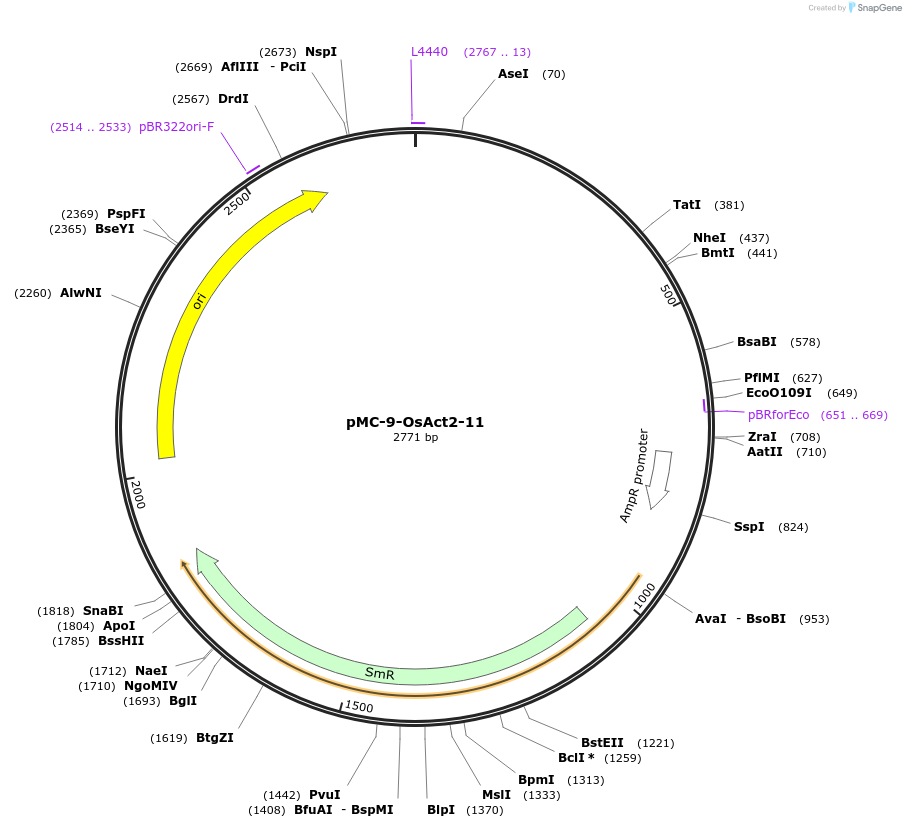 197765-plasmid-map-sequence-id-391120