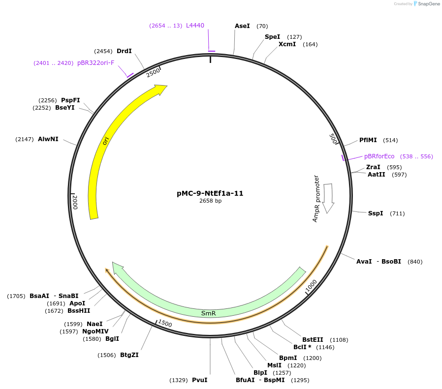 197764-plasmid-map-sequence-id-391121