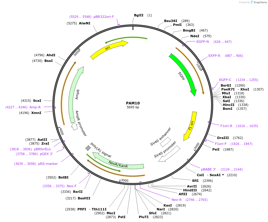 198743-plasmid-map-sequence-id-391124
