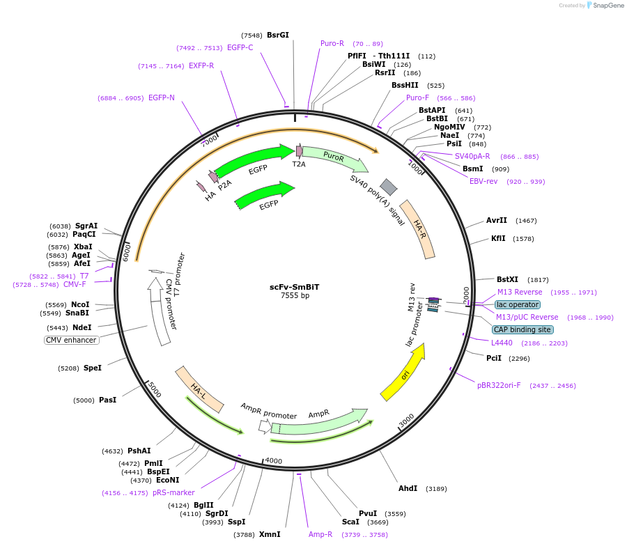 192541-plasmid-map-sequence-id-391125