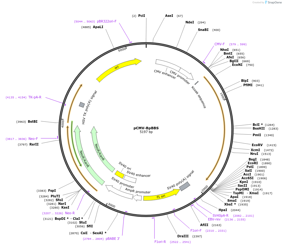 199468-plasmid-map-sequence-id-391143
