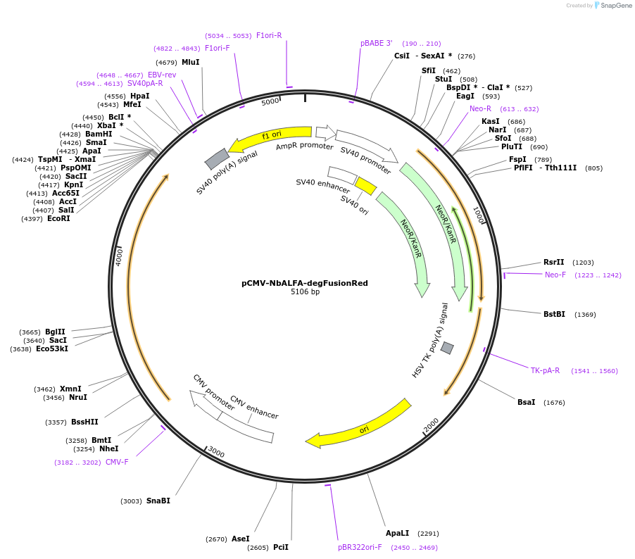 199466-plasmid-map-sequence-id-391146
