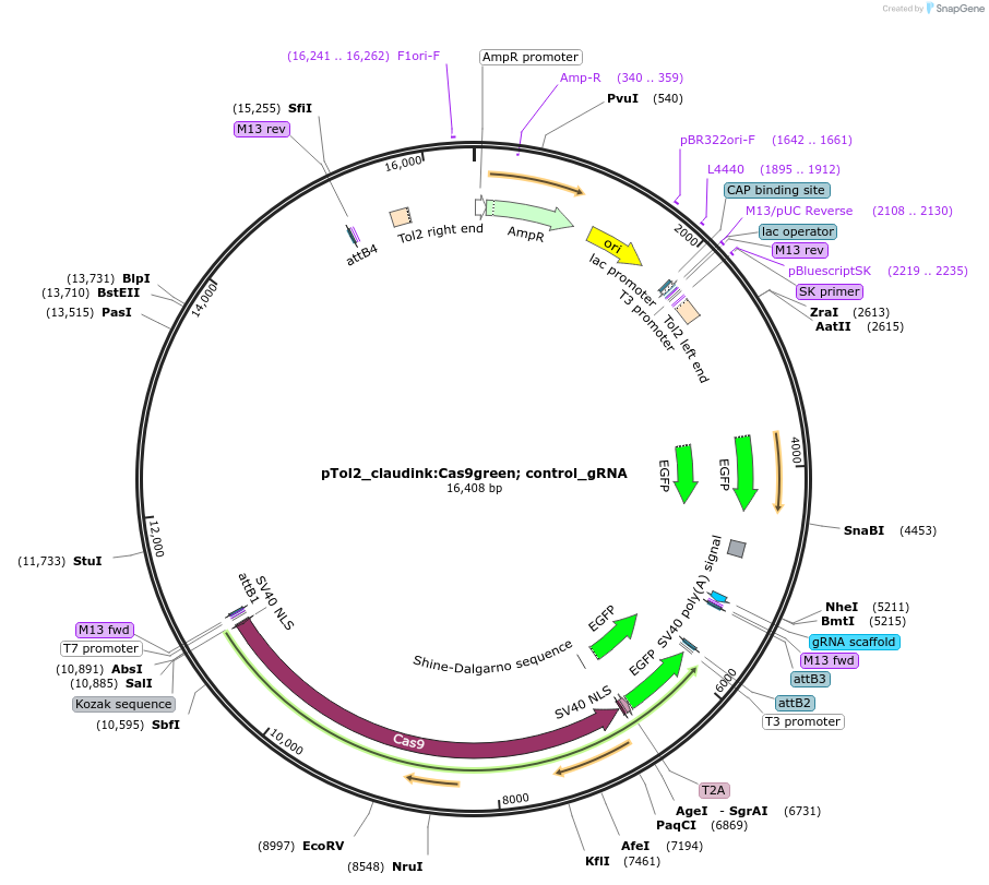199336-plasmid-map-sequence-id-391154
