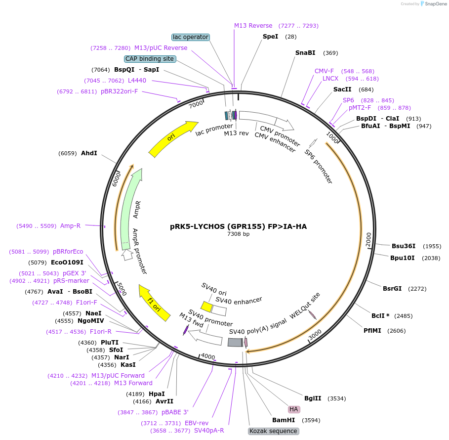 199661-plasmid-map-sequence-id-391155