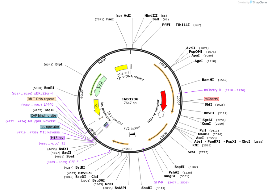 190401-plasmid-map-sequence-id-391158