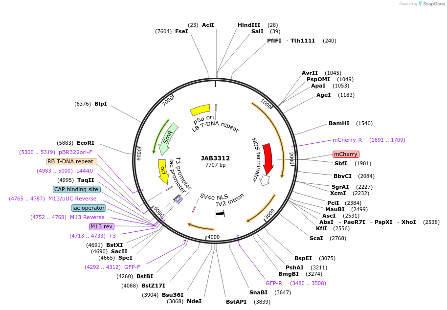 190406-plasmid-map-sequence-id-391159