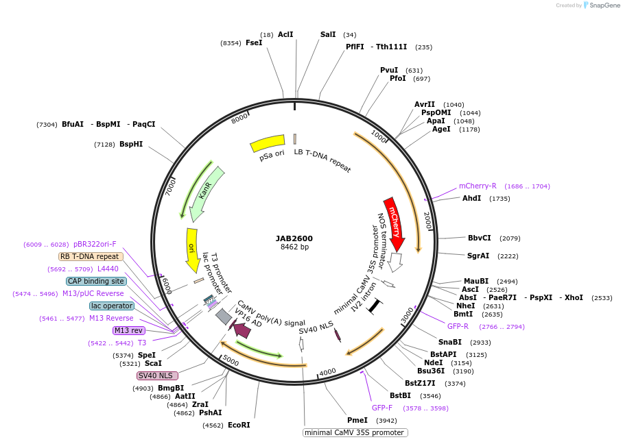 190387-plasmid-map-sequence-id-391161