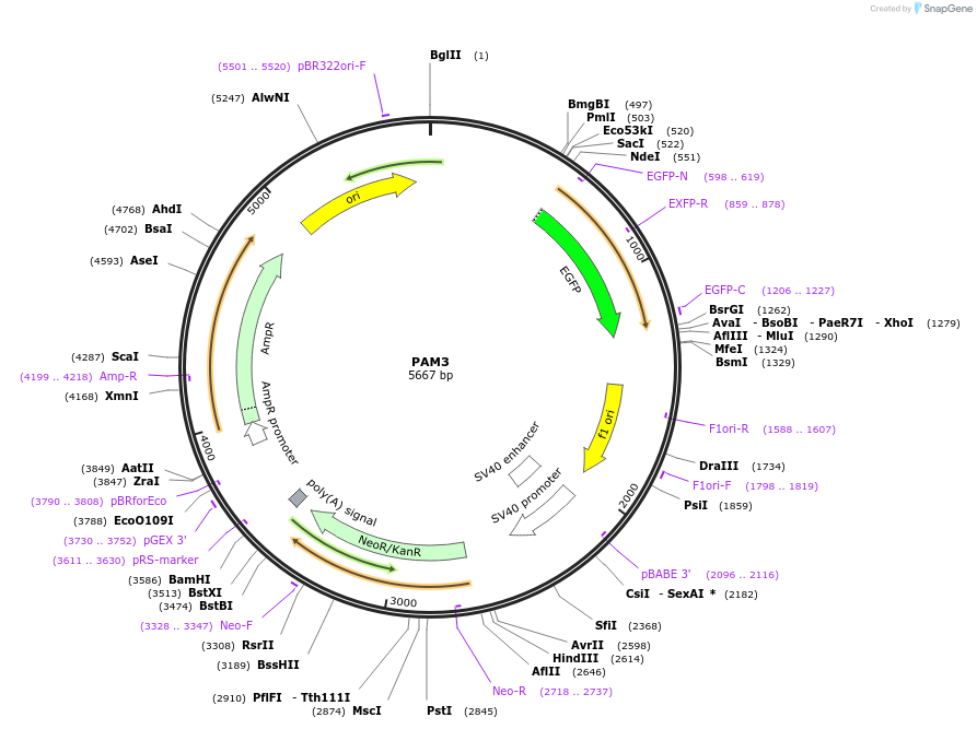 198742-plasmid-map-sequence-id-391168