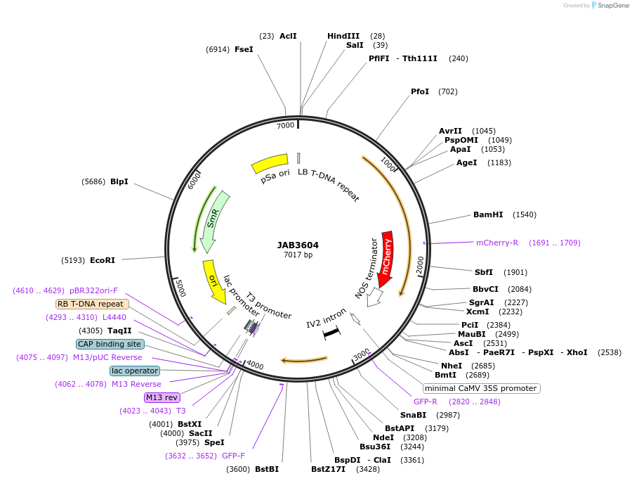 190423-plasmid-map-sequence-id-391174