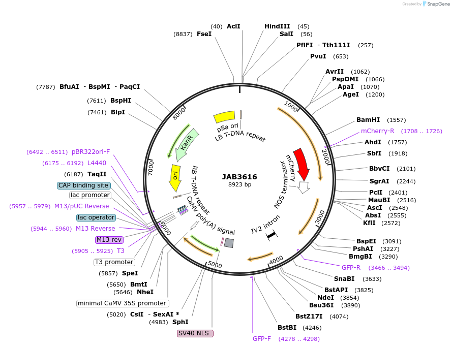 190426-plasmid-map-sequence-id-391175