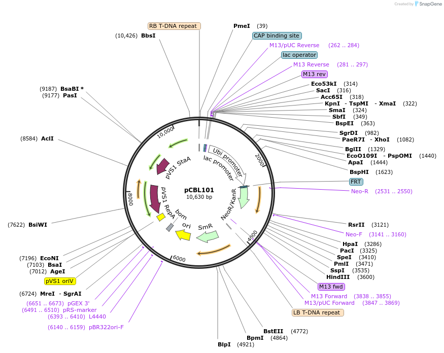 199722-plasmid-map-sequence-id-391202