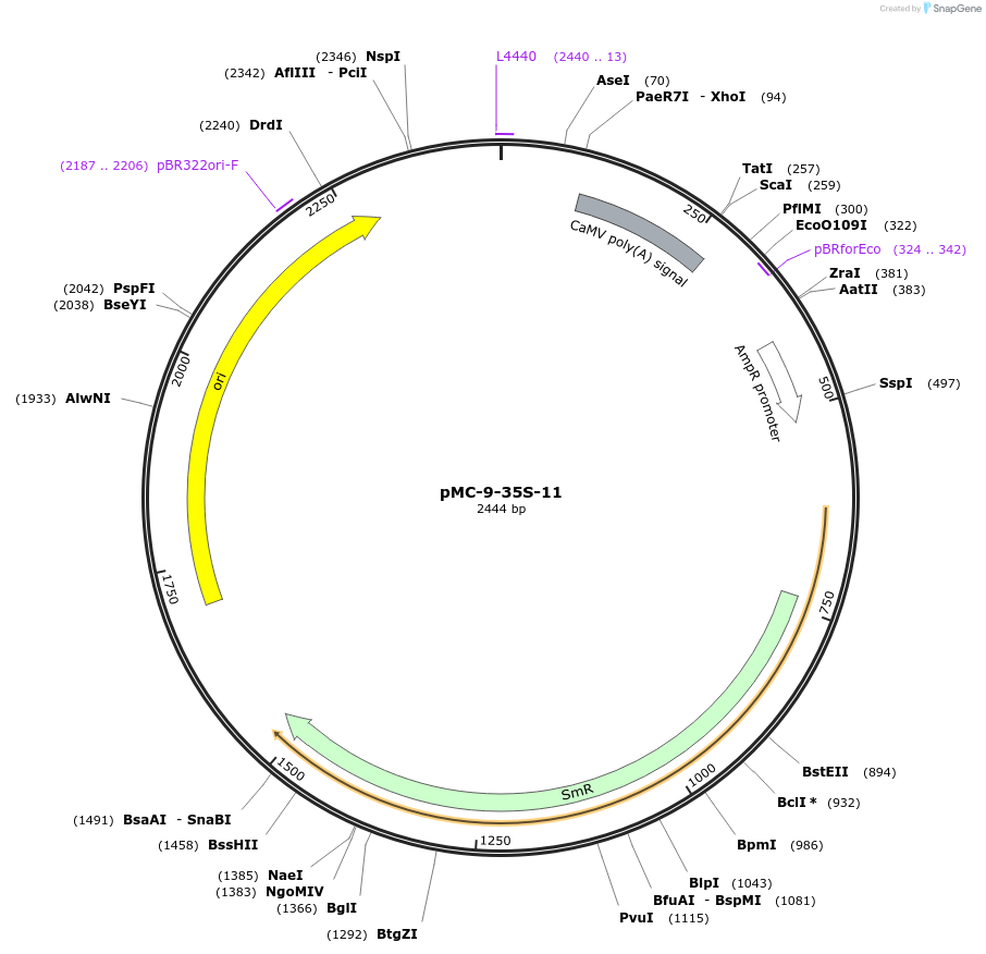 197759-plasmid-map-sequence-id-391203