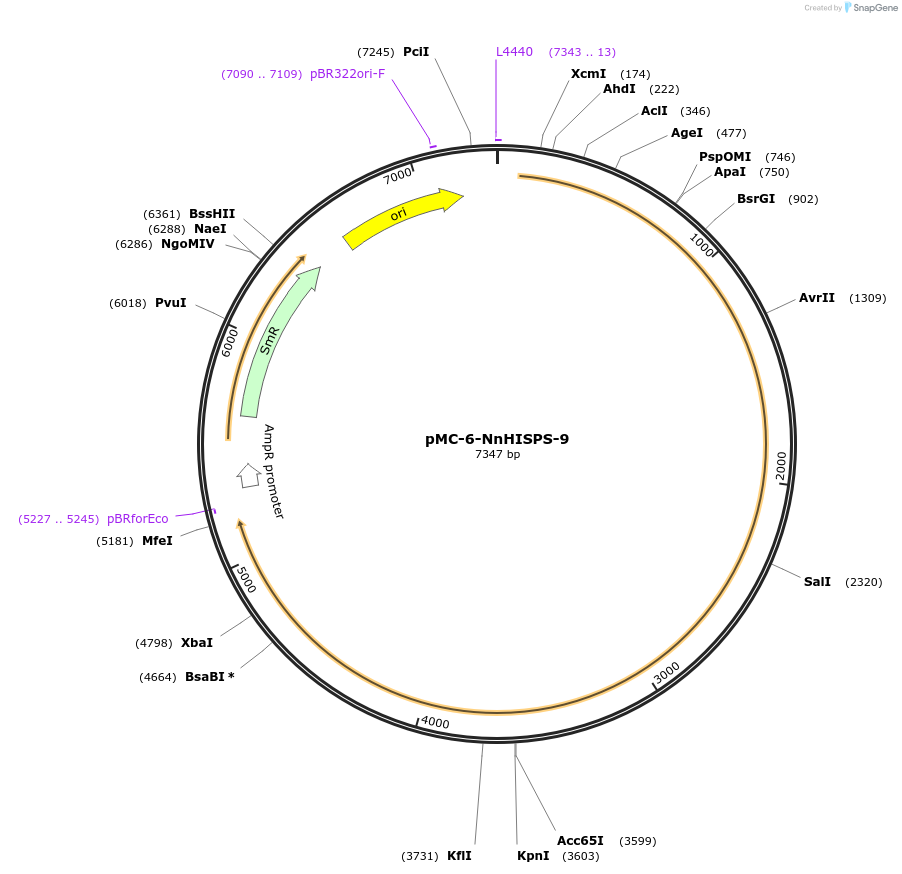 197754-plasmid-map-sequence-id-391208