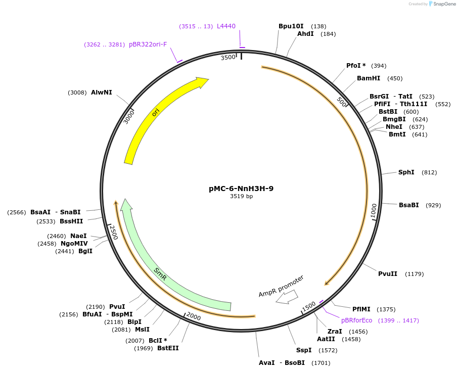 197753-plasmid-map-sequence-id-391210