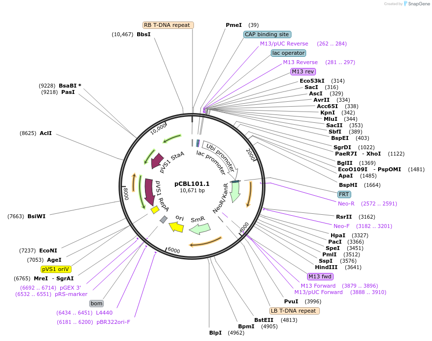 199724-plasmid-map-sequence-id-391213