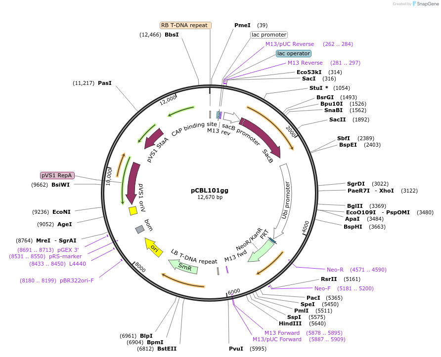 199735-plasmid-map-sequence-id-391217