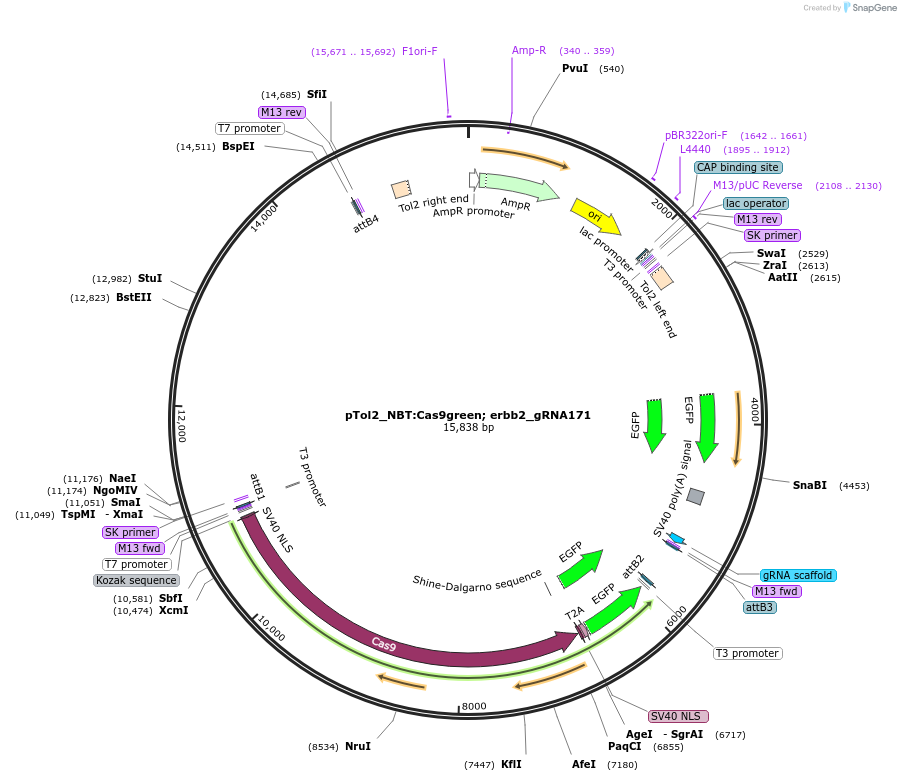 199337-plasmid-map-sequence-id-391219