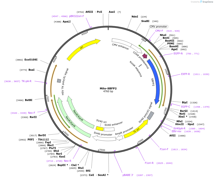 187964-plasmid-map-sequence-id-391234
