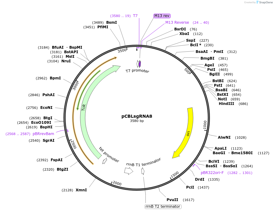 199734-plasmid-map-sequence-id-391240