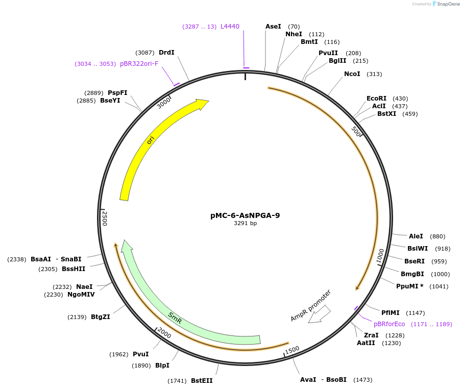 197751-plasmid-map-sequence-id-391241