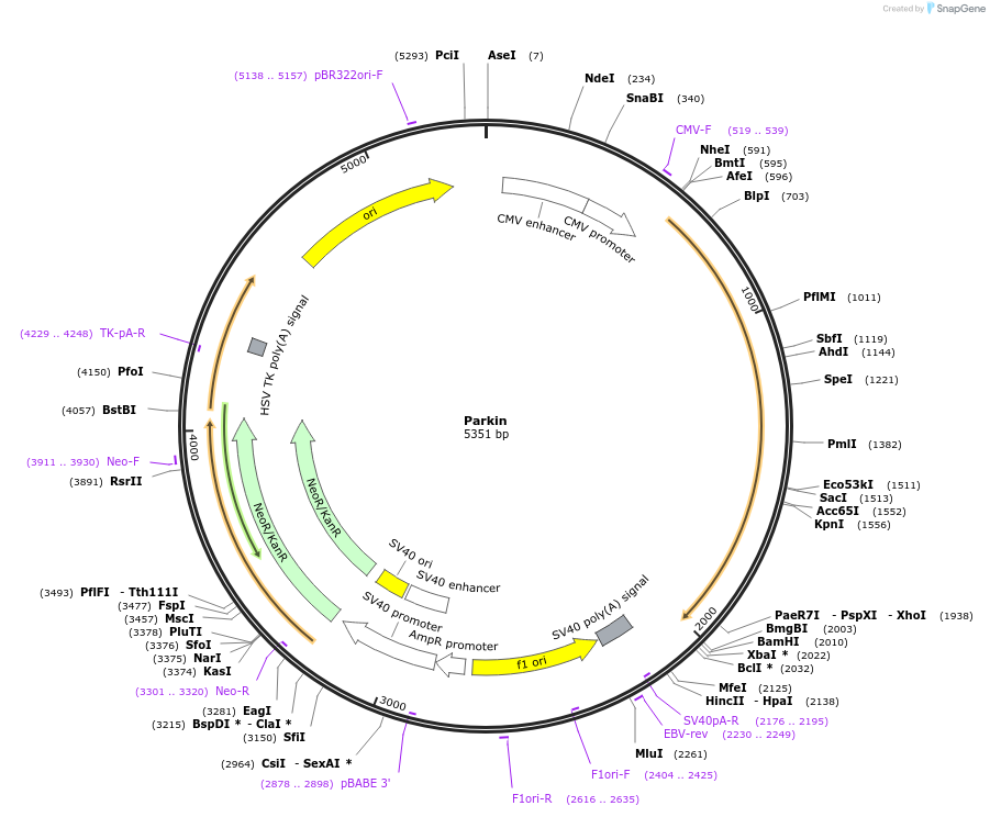 187897-plasmid-map-sequence-id-391244