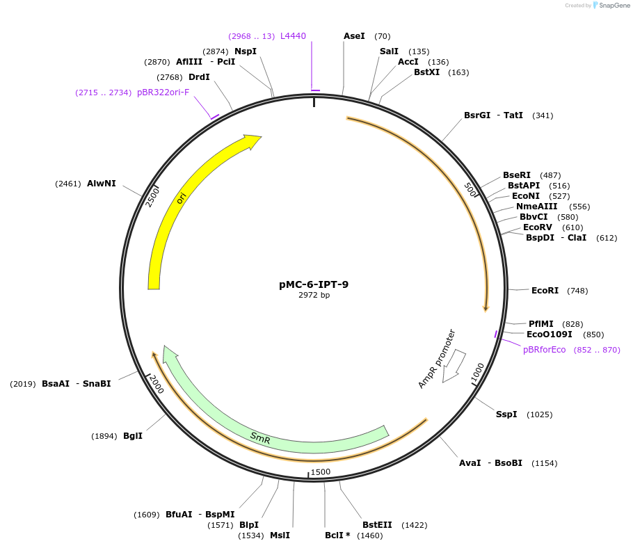 197746-plasmid-map-sequence-id-391245