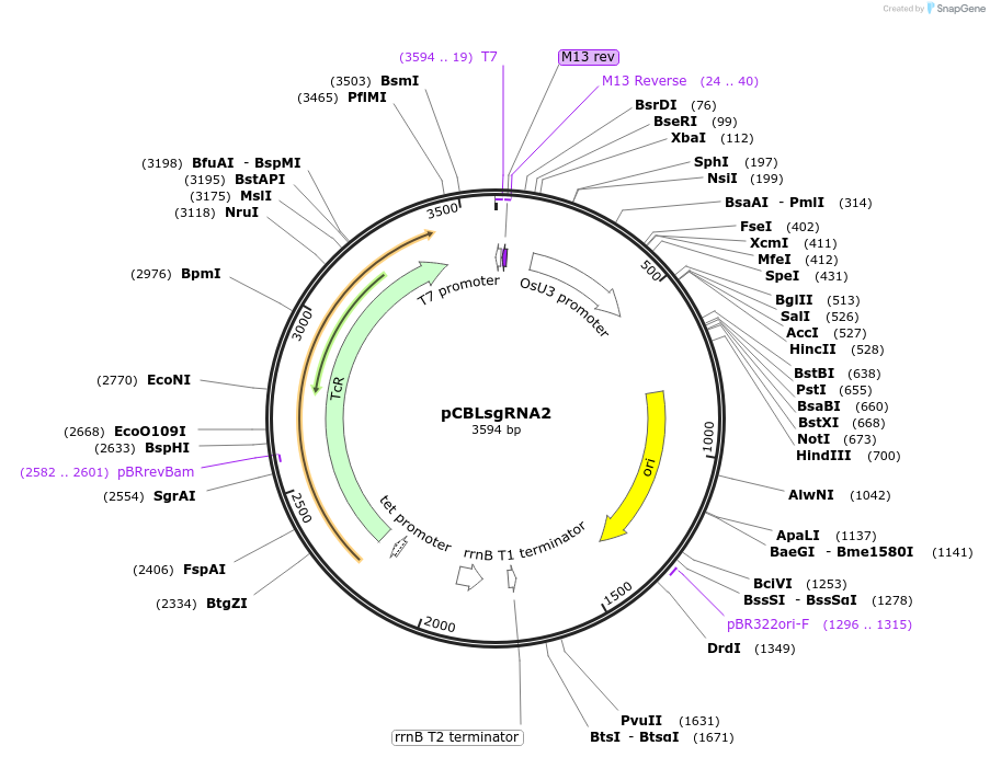 199728-plasmid-map-sequence-id-391249