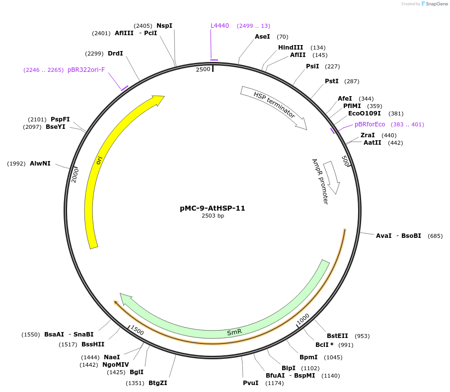 197760-plasmid-map-sequence-id-391250