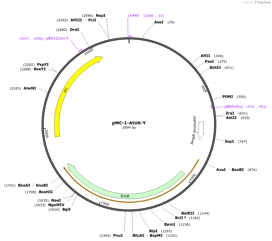 197779-plasmid-map-sequence-id-391254