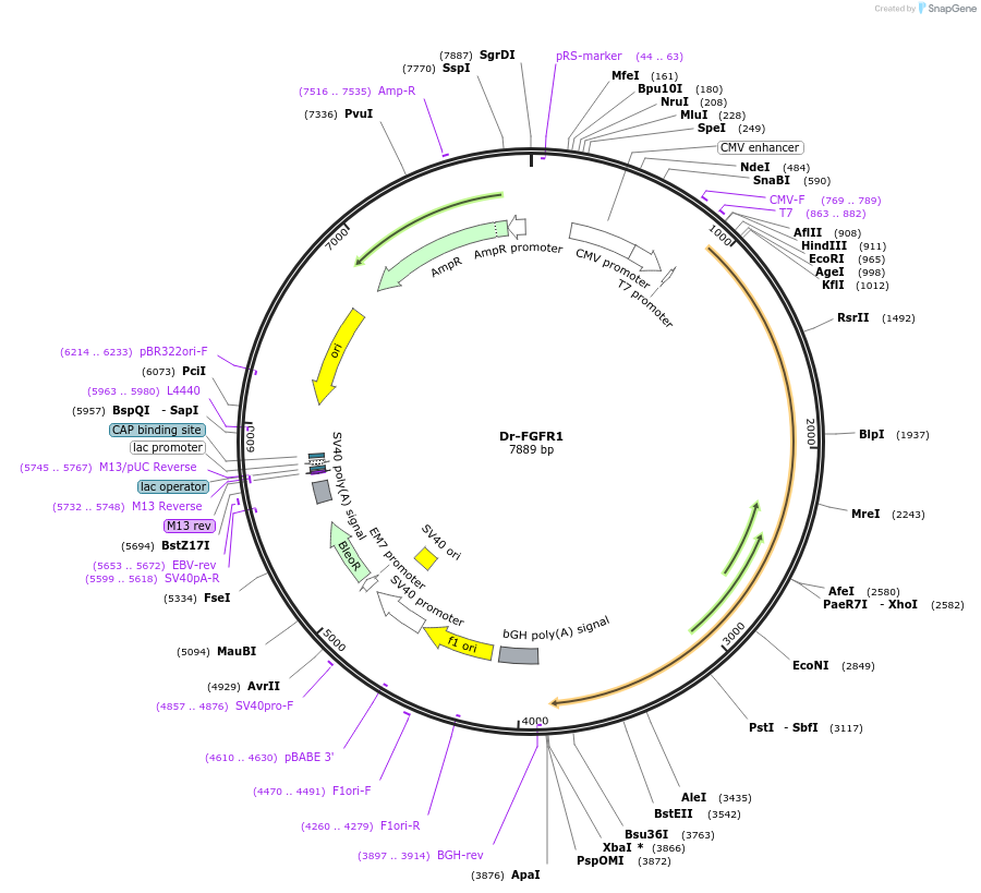 184005-plasmid-map-sequence-id-391264