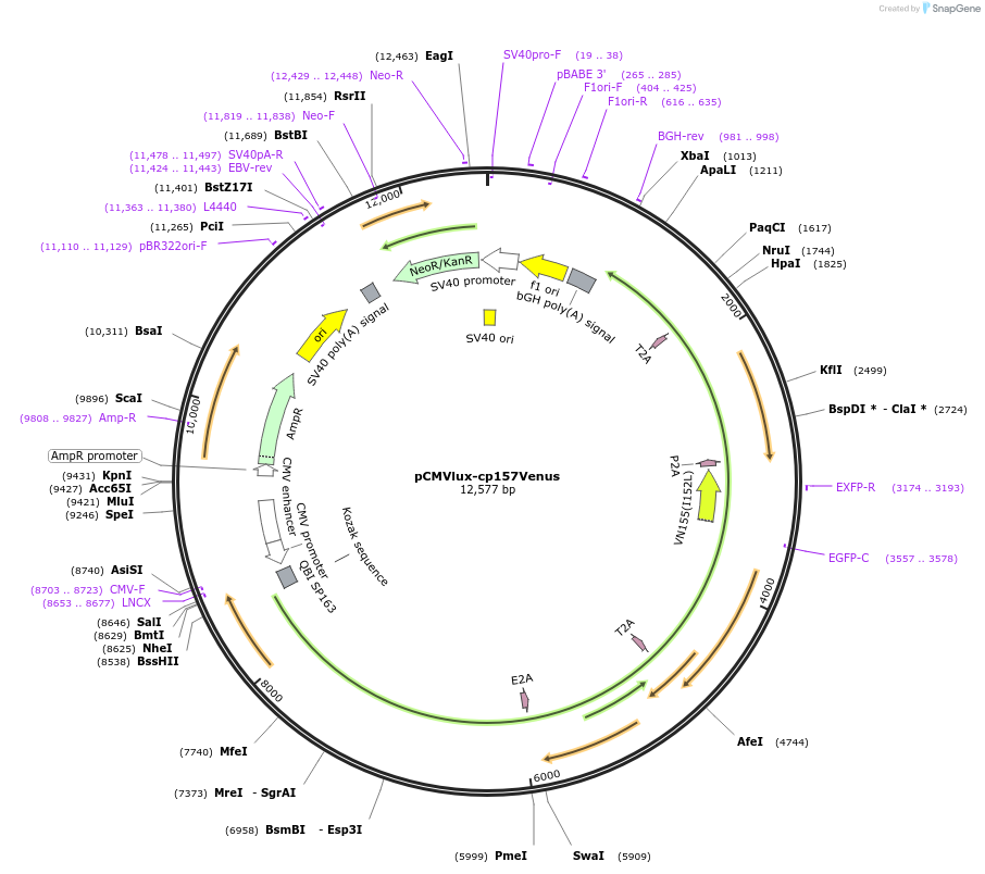 197584-plasmid-map-sequence-id-391265