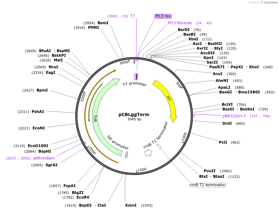 199738-plasmid-map-sequence-id-391266