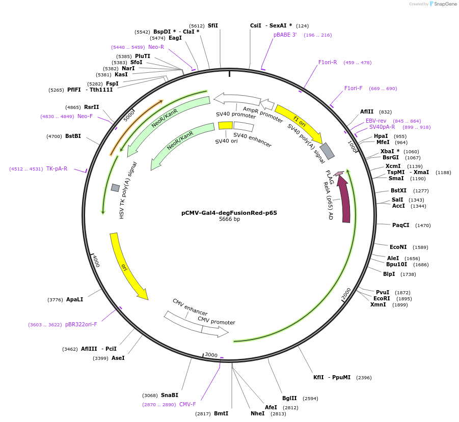 199464-plasmid-map-sequence-id-391271