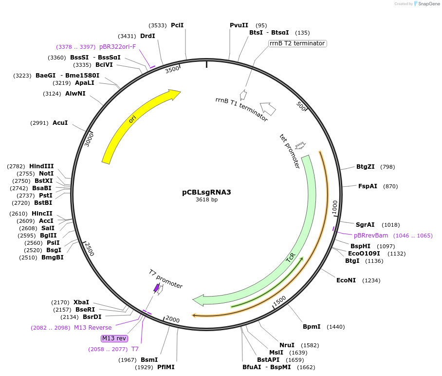 199729-plasmid-map-sequence-id-391280