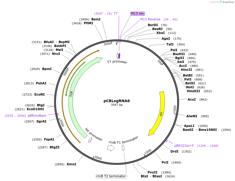 199732-plasmid-map-sequence-id-391286