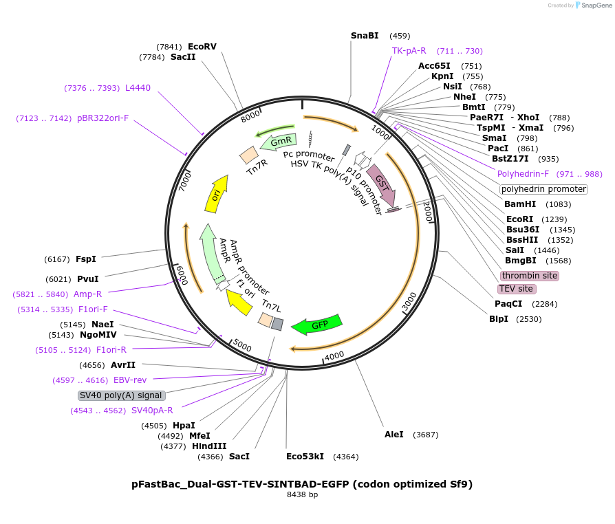 198035-plasmid-map-sequence-id-391287