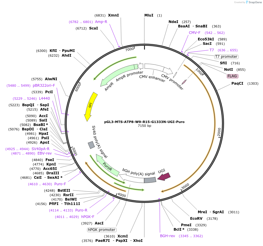 198841-plasmid-map-sequence-id-391288