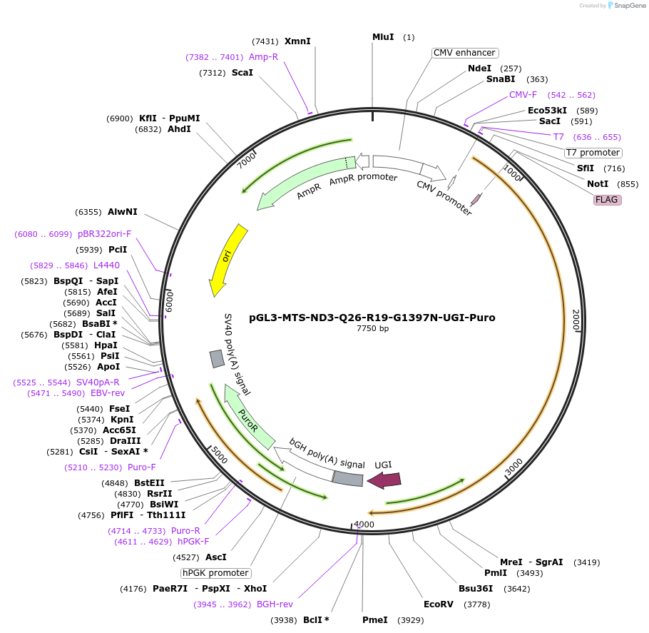 198855-plasmid-map-sequence-id-391291