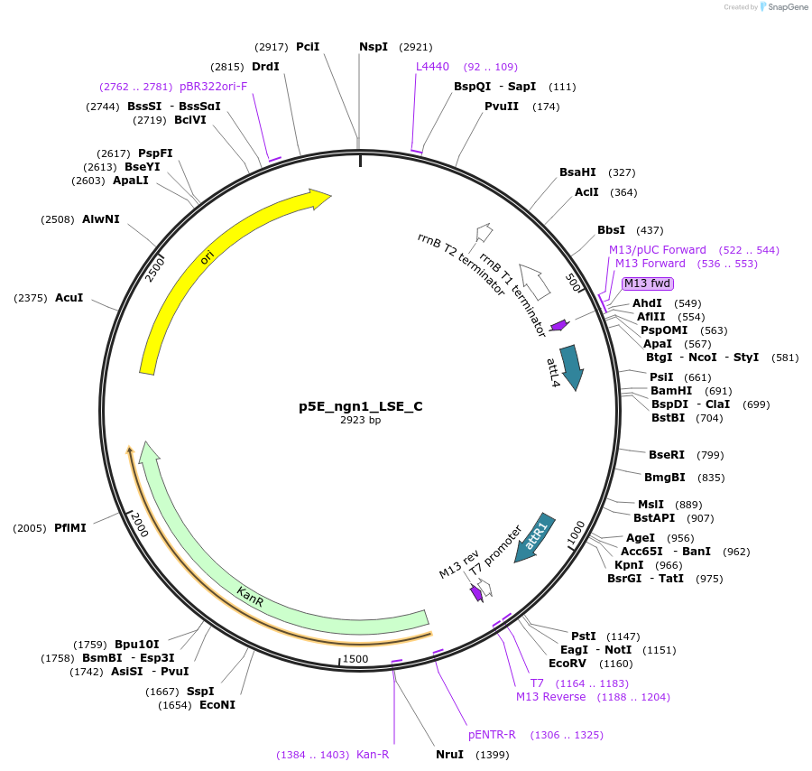 199395-plasmid-map-sequence-id-391295