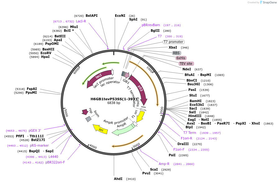 200311-plasmid-map-sequence-id-391296