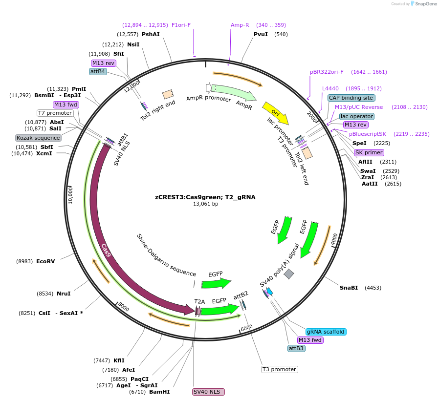 197647-plasmid-map-sequence-id-391298