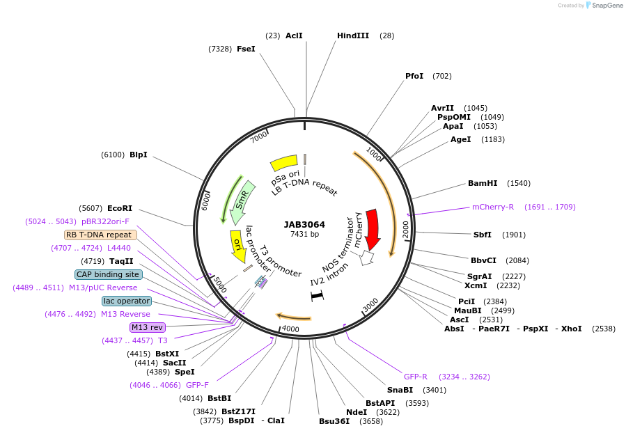 190400-plasmid-map-sequence-id-391299
