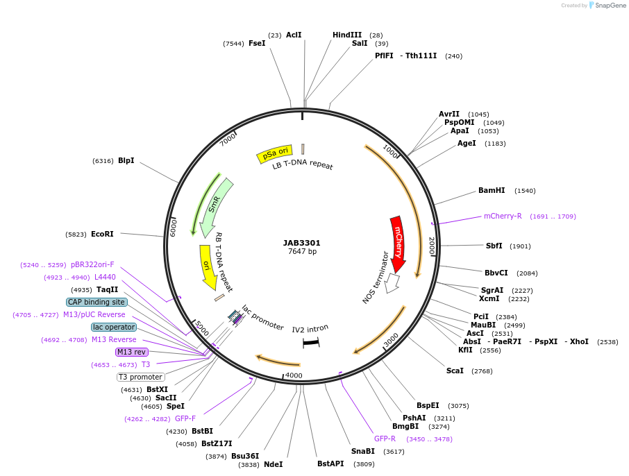 190405-plasmid-map-sequence-id-391300