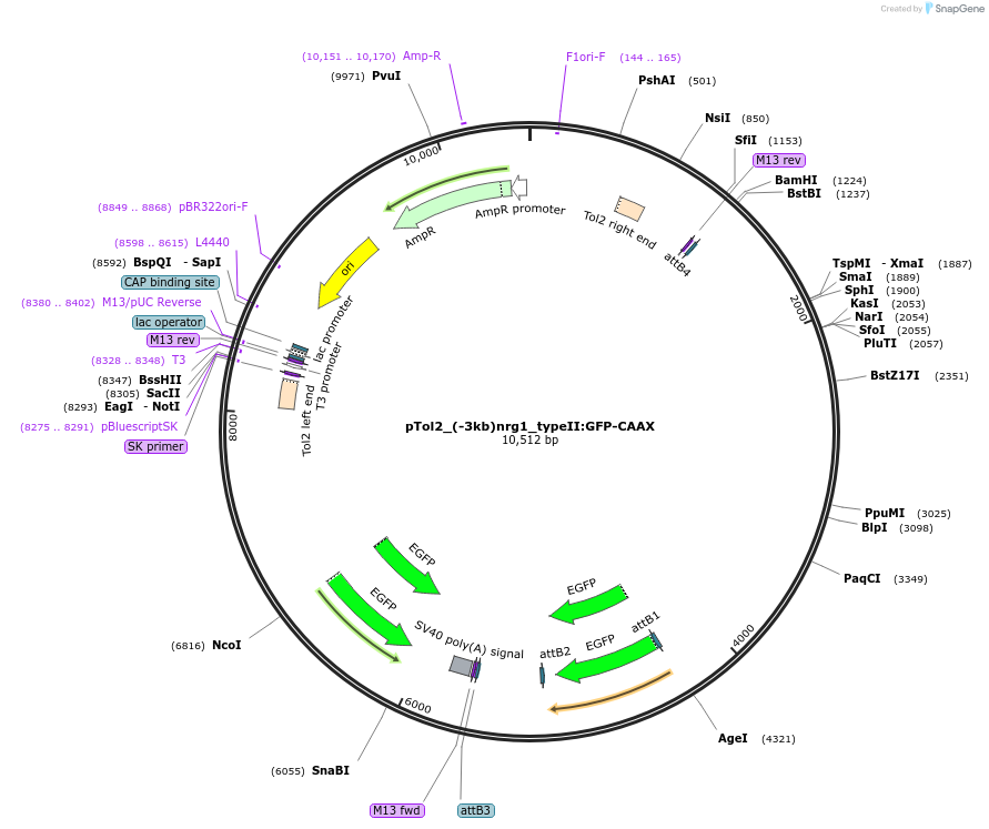 199394-plasmid-map-sequence-id-391302