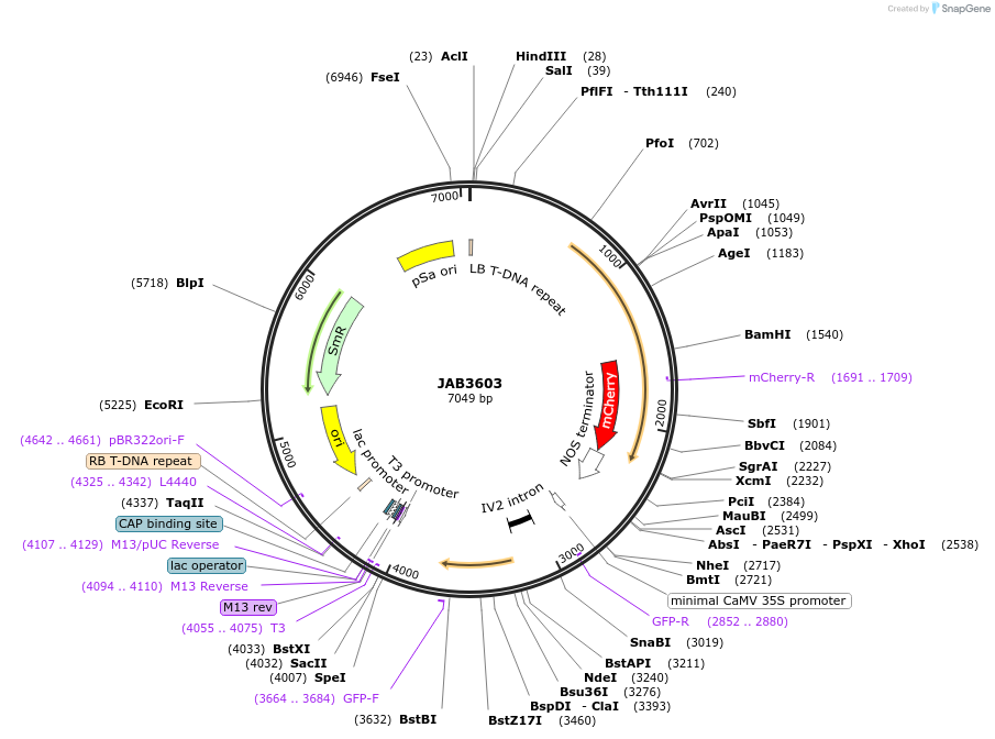 190422-plasmid-map-sequence-id-391303