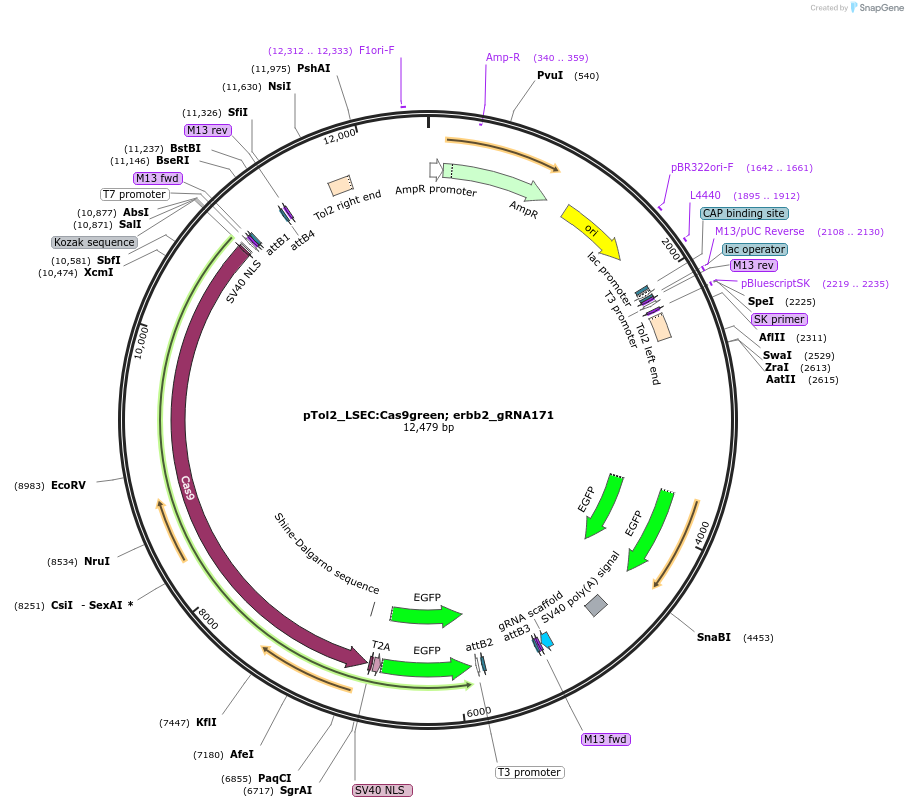 199338-plasmid-map-sequence-id-391304