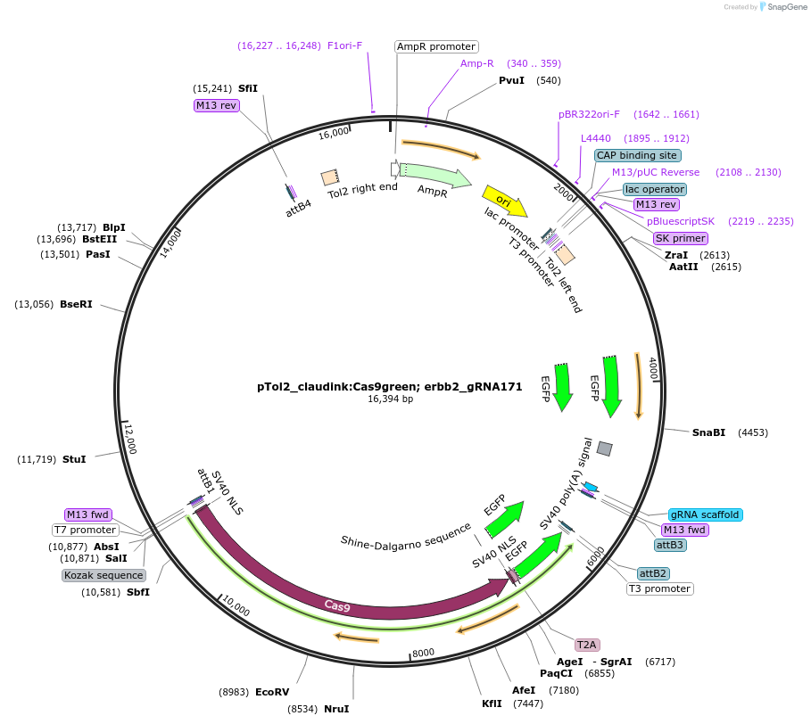 199339-plasmid-map-sequence-id-391305