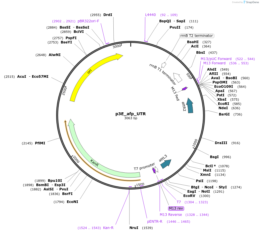 199341-plasmid-map-sequence-id-391306