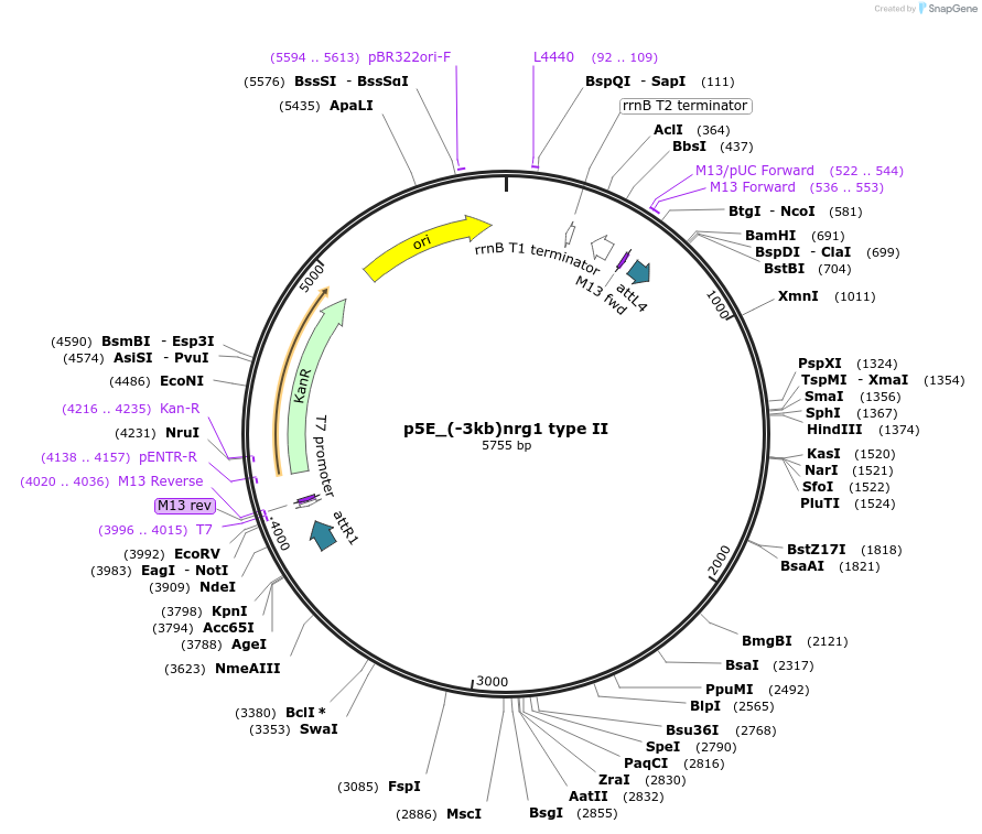 199393-plasmid-map-sequence-id-391307